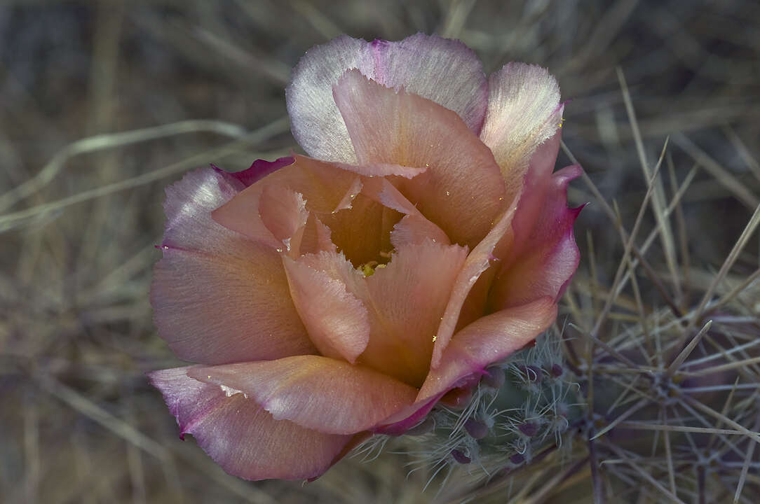 Image of Graham's pricklypear