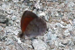 Image of Swiss Brassy Ringlet