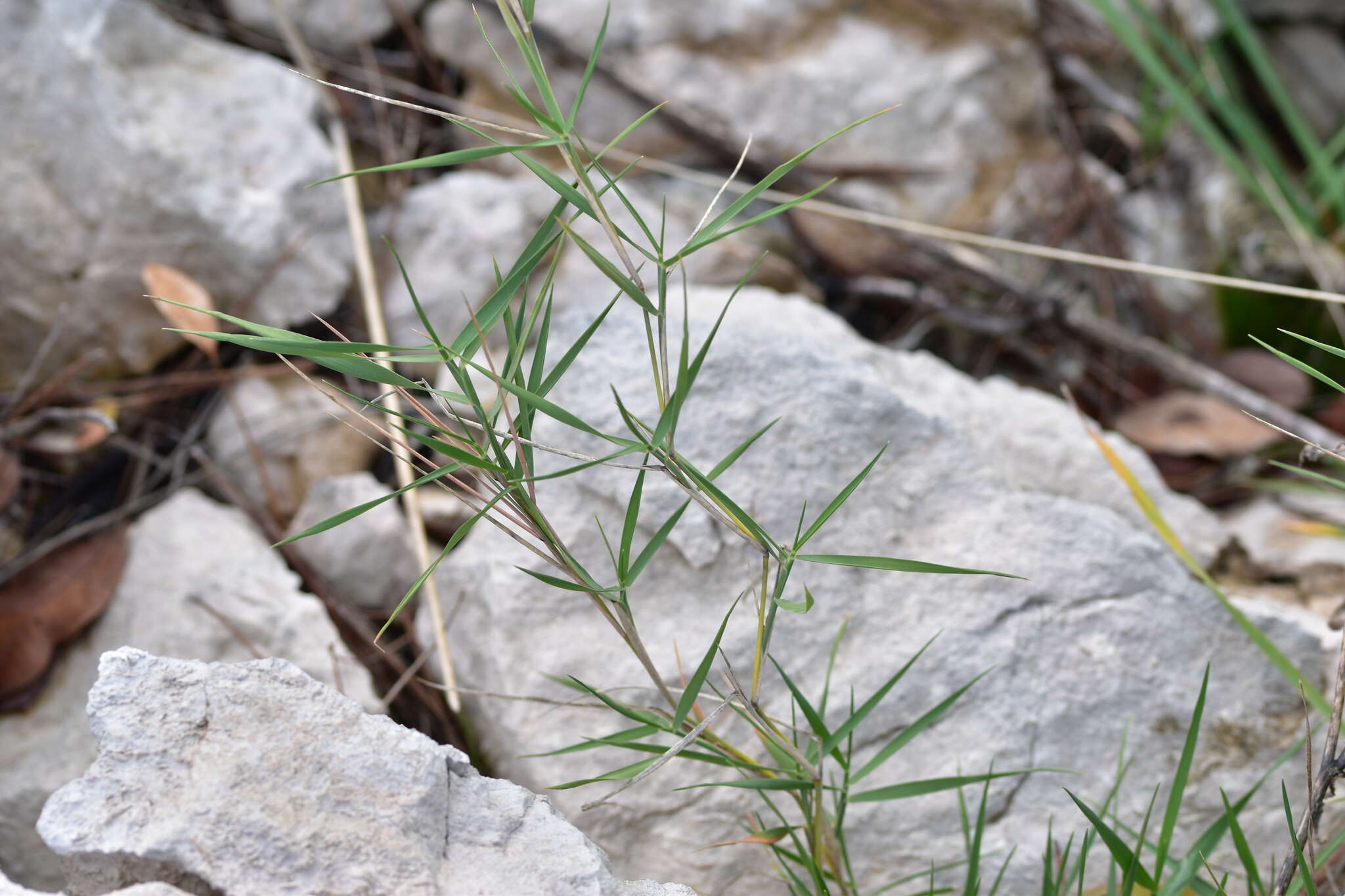 Image of Mediterranean False-brome