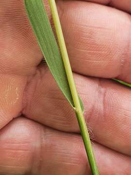 Image of French Oat-grass