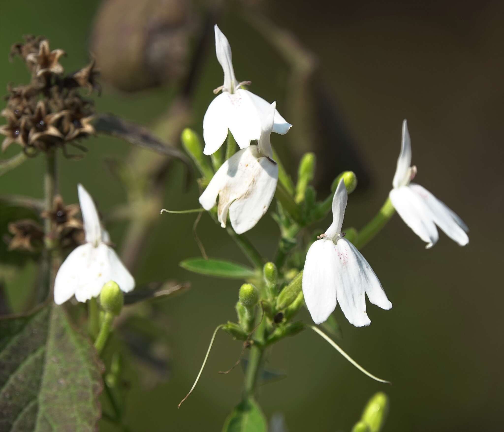 Sivun Rhinacanthus nasutus (L.) Kuntze kuva