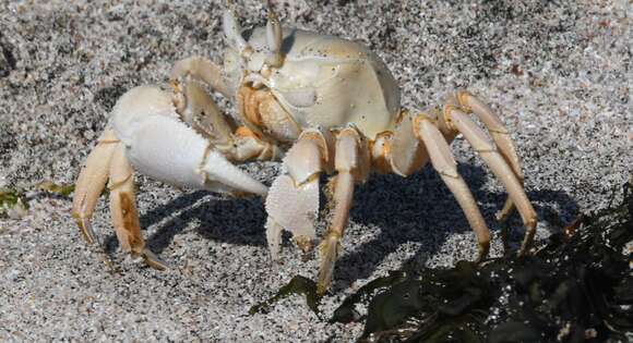 Image of Red Sea ghost crab