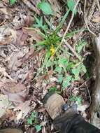 Image of Grass orchids