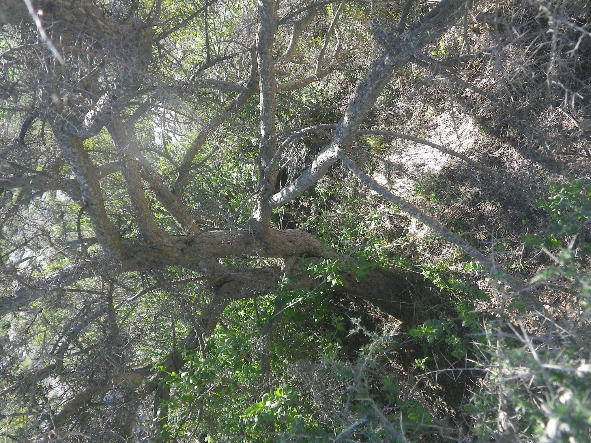 Image of Aspalathus acuminata subsp. pungens (Thunb.) R. Dahlgren