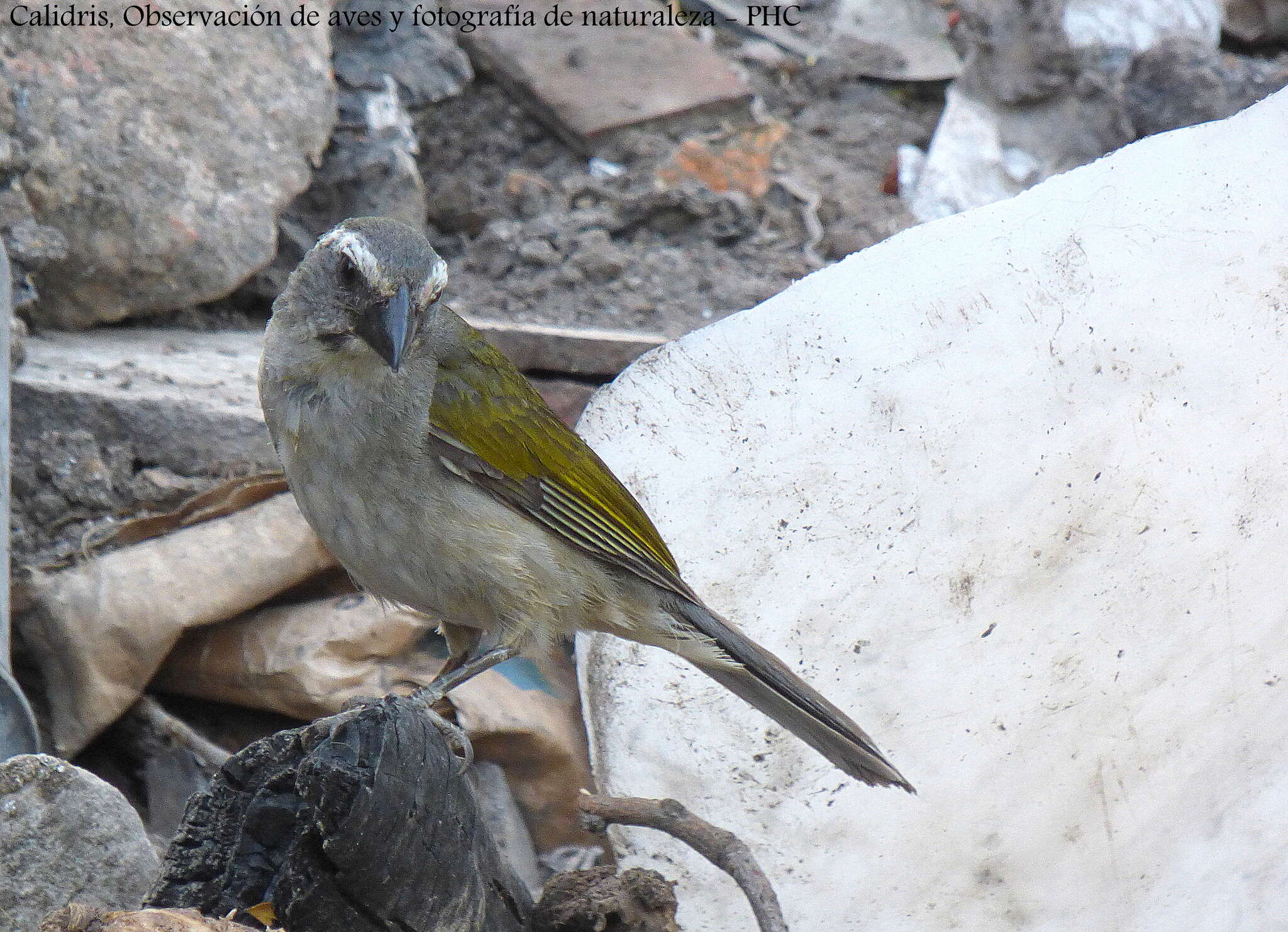 Imagem de Saltator similis d'Orbigny & Lafresnaye 1837