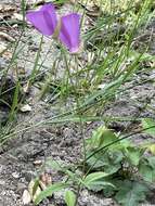 Plancia ëd Clarkia lewisii P. H. Raven & D. R. Parnell