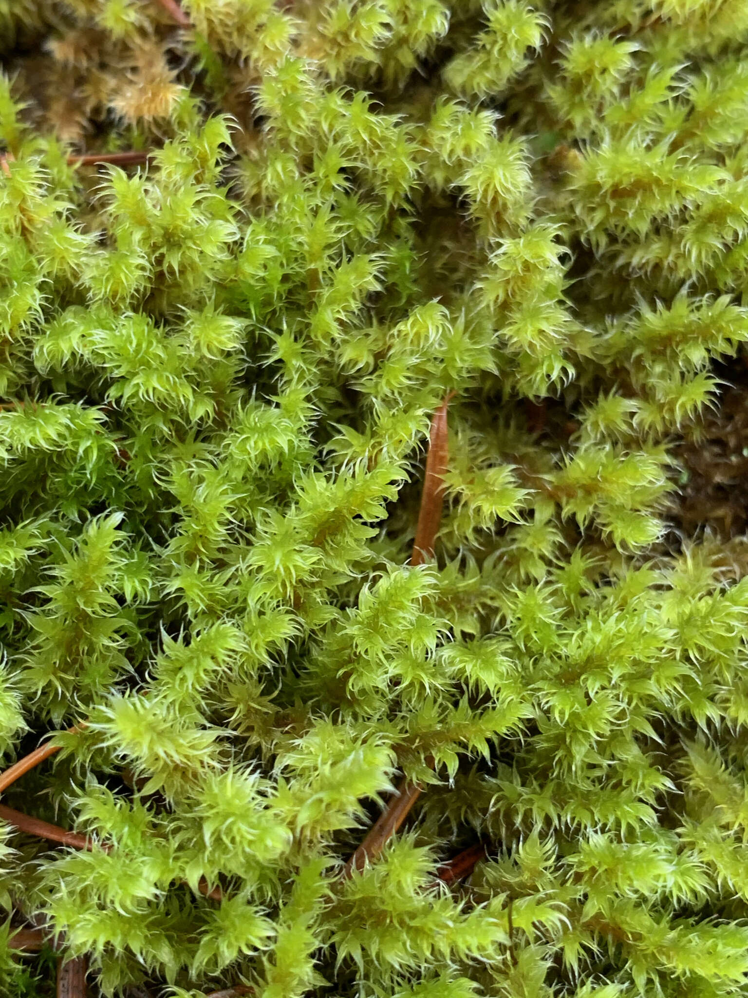 Plancia ëd Racomitrium elongatum Ehrhart ex Frisvoll 1983