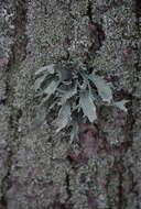 Imagem de Ramalina fraxinea (L.) Ach.