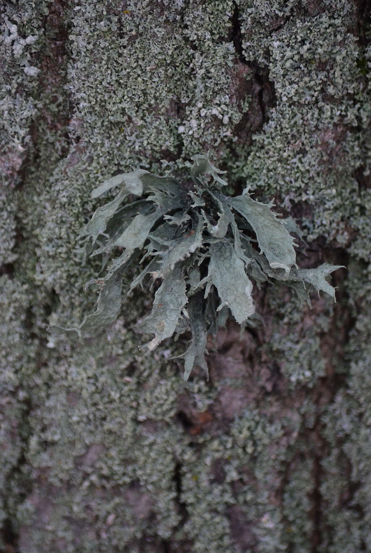 Imagem de Ramalina fraxinea (L.) Ach.