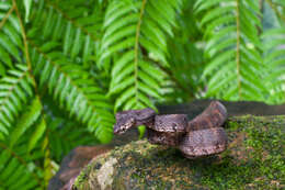 Image of Barnes's cat snake