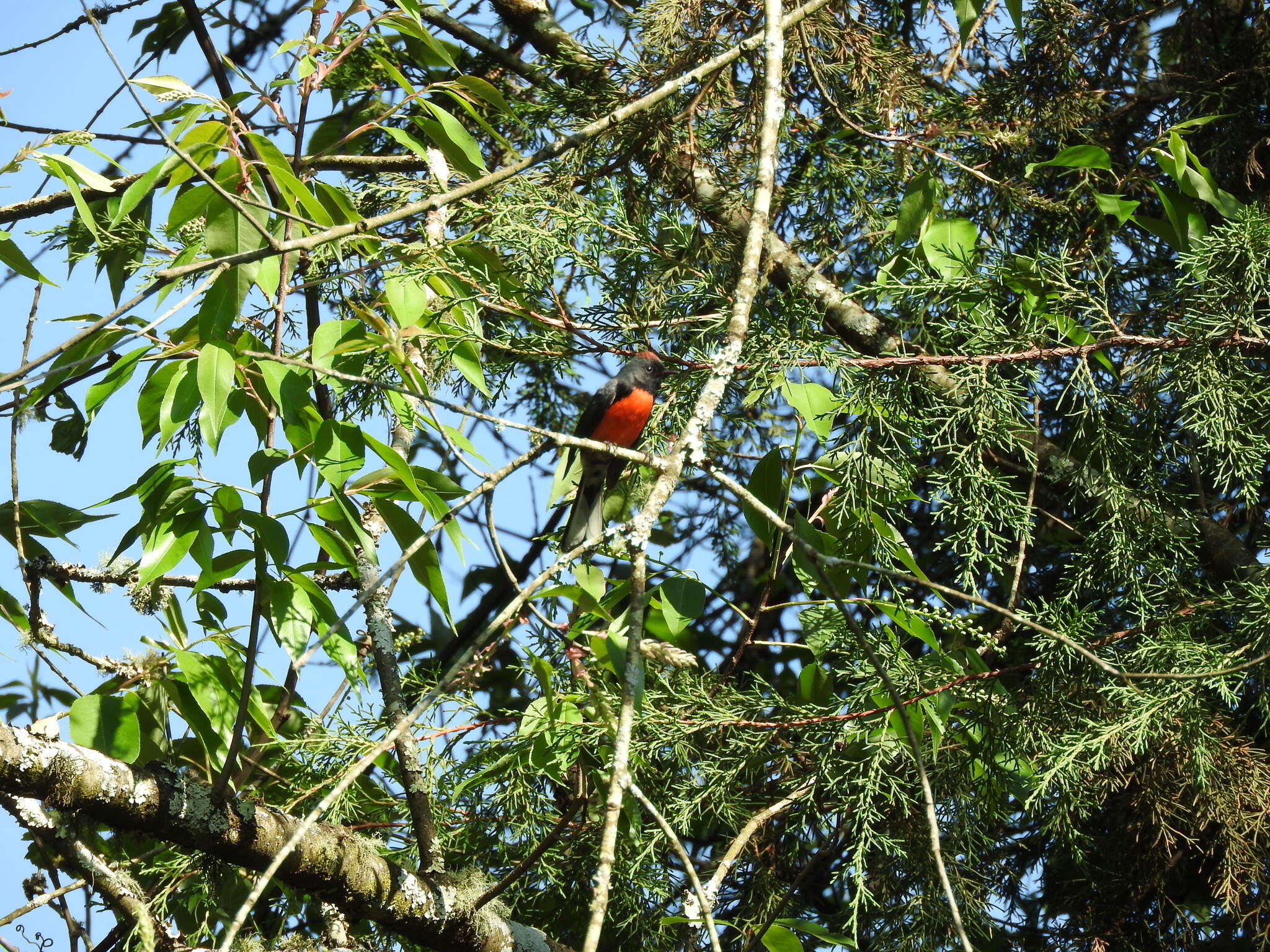 Myioborus miniatus (Swainson 1827) resmi