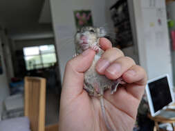 Image of Big-eared Woodrat