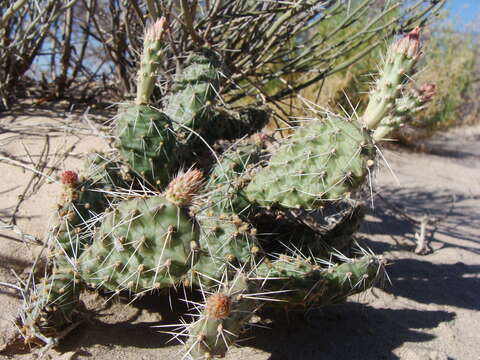 Imagem de Opuntia polyacantha Haw.