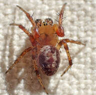 Image of Six-spotted Yellow Orbweaver