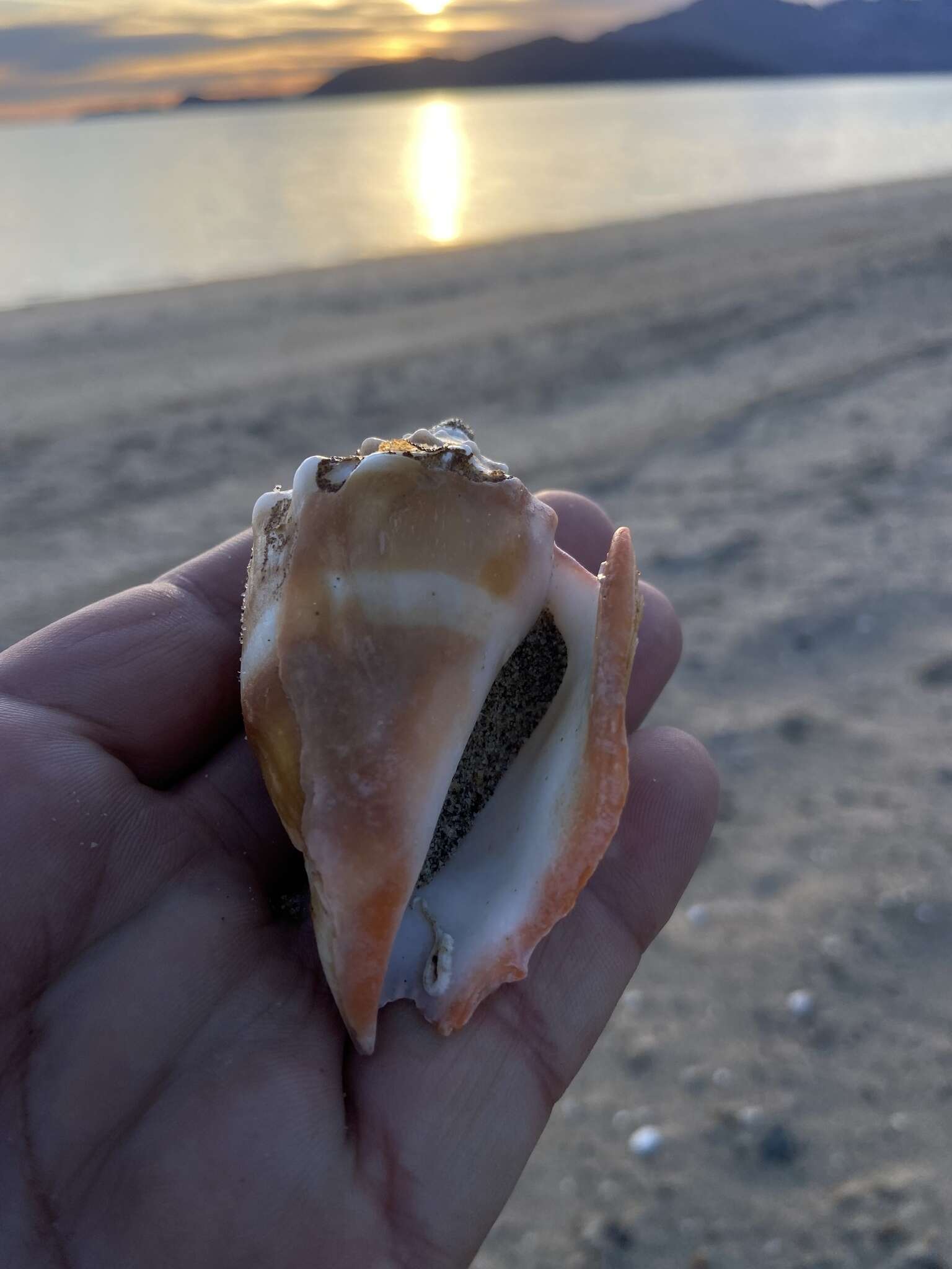 Image of Eastern Pacific fighting conch