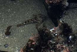 Image of Tidepool sculpin