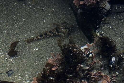 Image of Tidepool sculpin