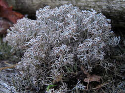 Слика од Cladonia rangiferina (L.) Weber ex F. H. Wigg.