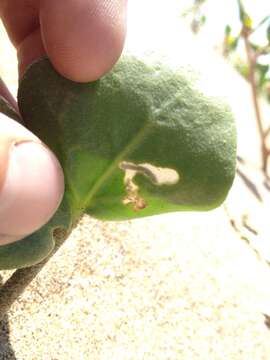 Image of Euphyia implicata Guenée 1858