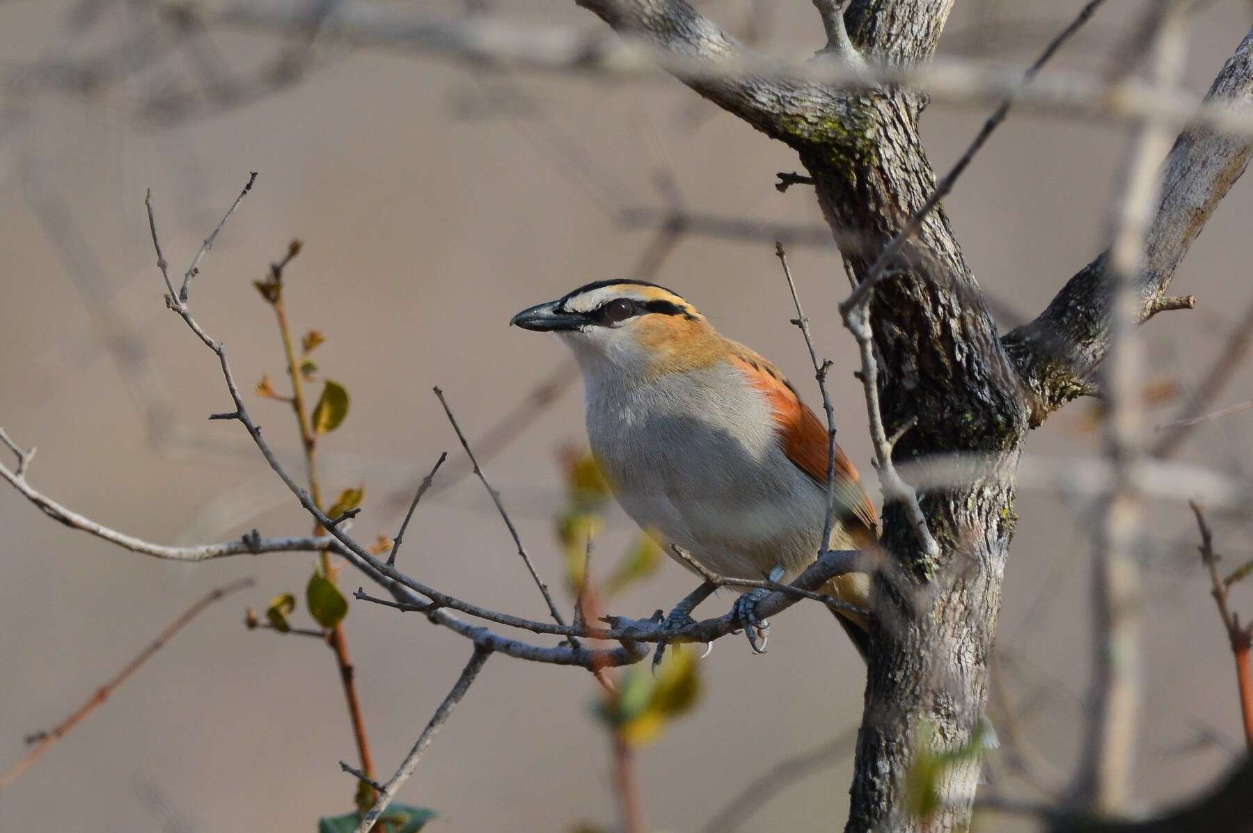 Слика од Tchagra senegalus orientalis (Cabanis 1869)