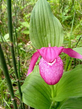 Image of Large-flowered Cypripedium