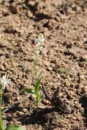 Image of Ornithogalum hispidum Hornem.