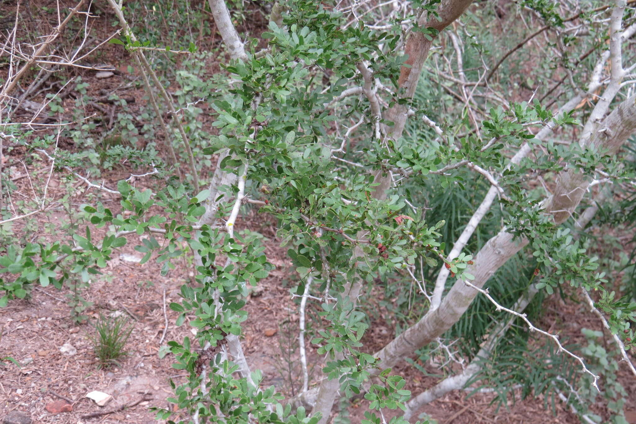 Image of blackbrush acacia