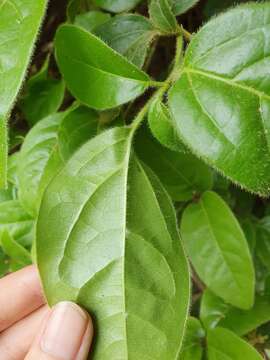 Image of Viburnum tinus subsp. tinus