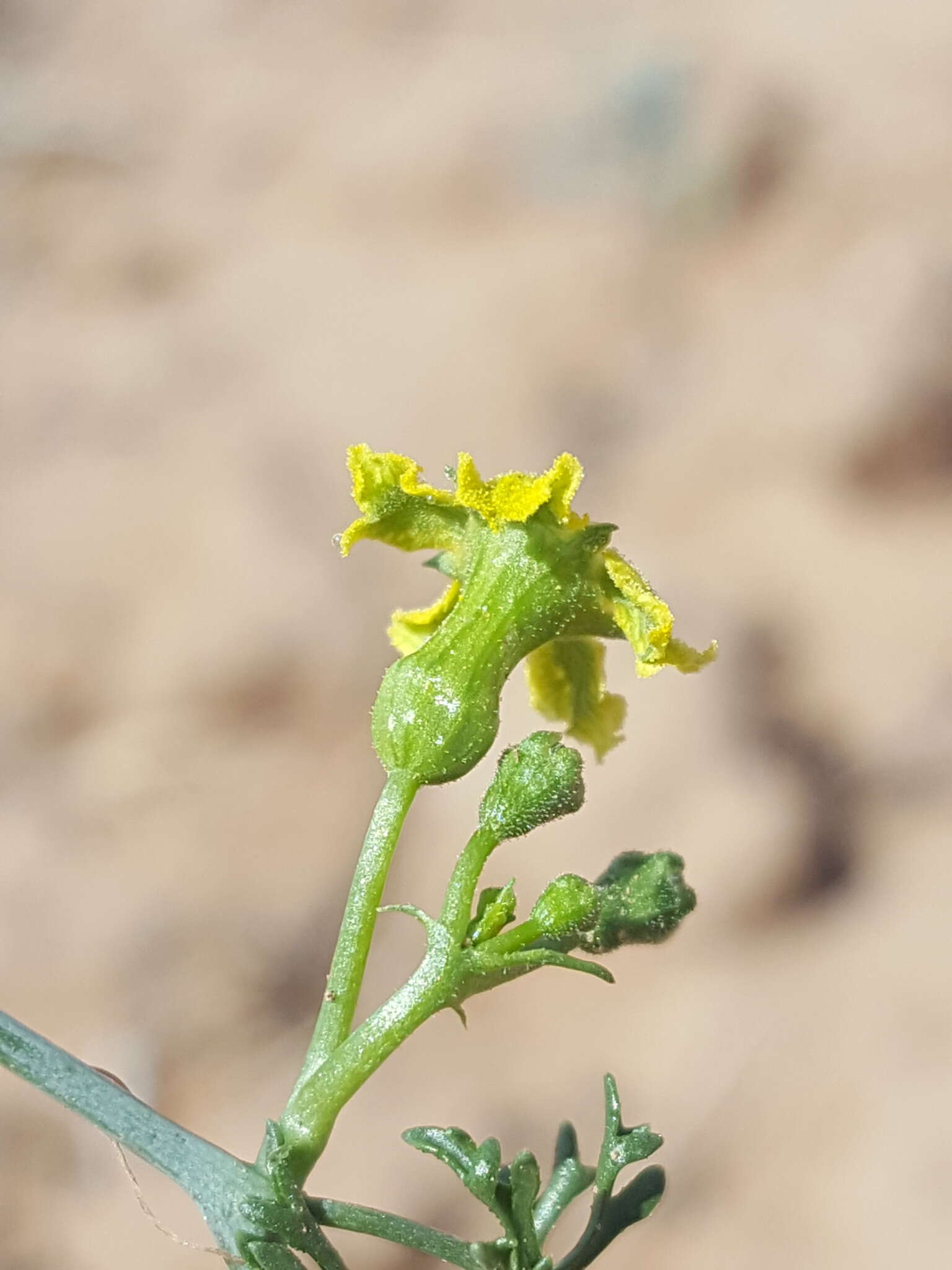 Image of slimlobe globeberry