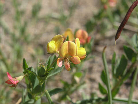 Image of Lotus krylovii Schischkin & Serg.