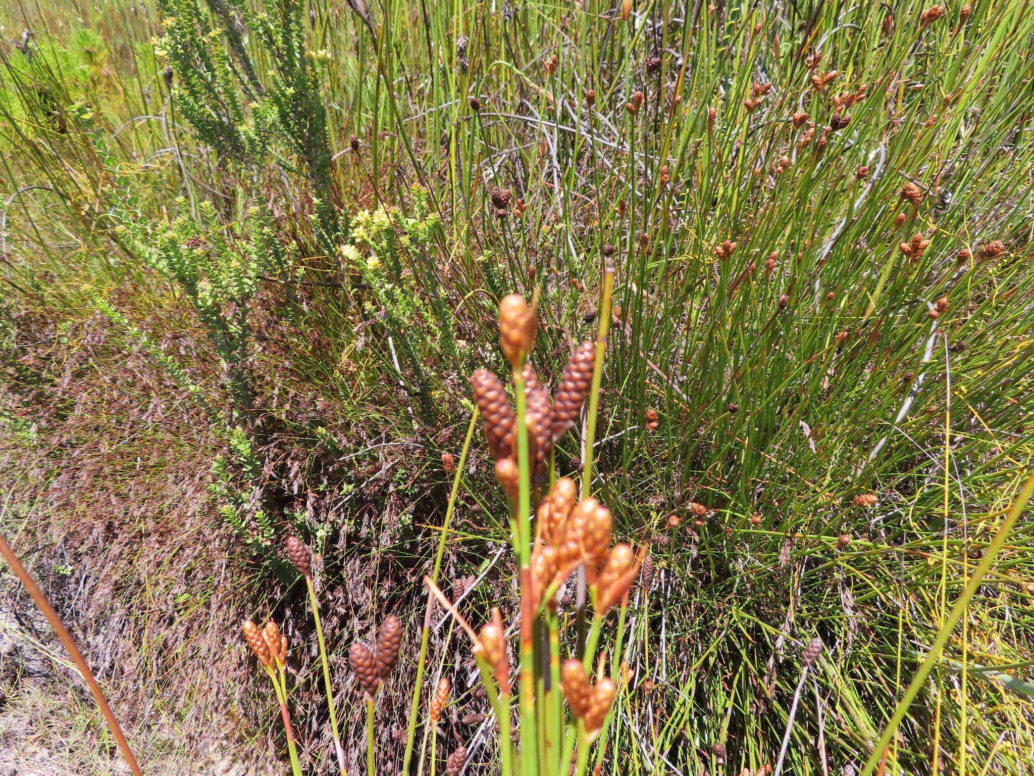 Nevillea obtusissimus (Steud.) H. P. Linder的圖片