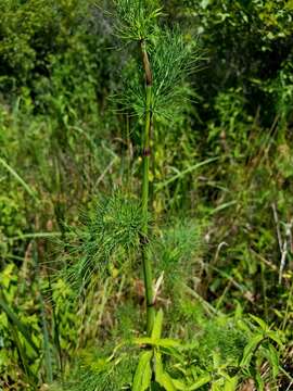 Image of ribbed mock bishopweed