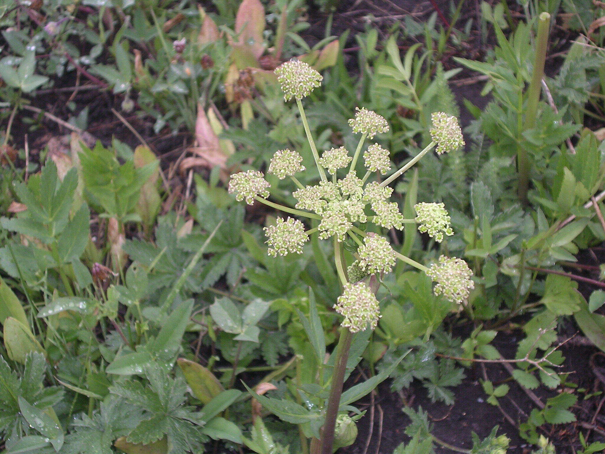 Слика од Angelica pinnata S. Wats.