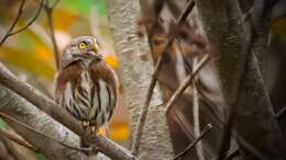 Image of Tamaulipas Pygmy Owl