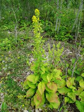 Image of stout goldenrod