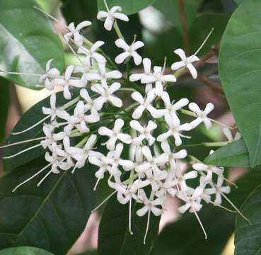 Image of Pavetta australiensis Bremek.