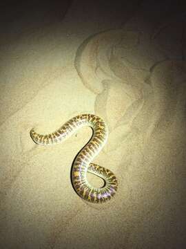 Image of Arabian Sand Boa