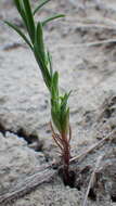 Image of Wyoming flax