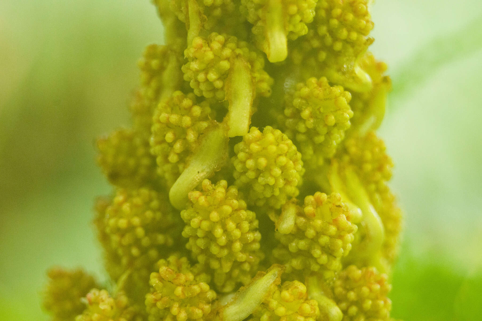 صورة Gunnera petaloidea Gaudich.