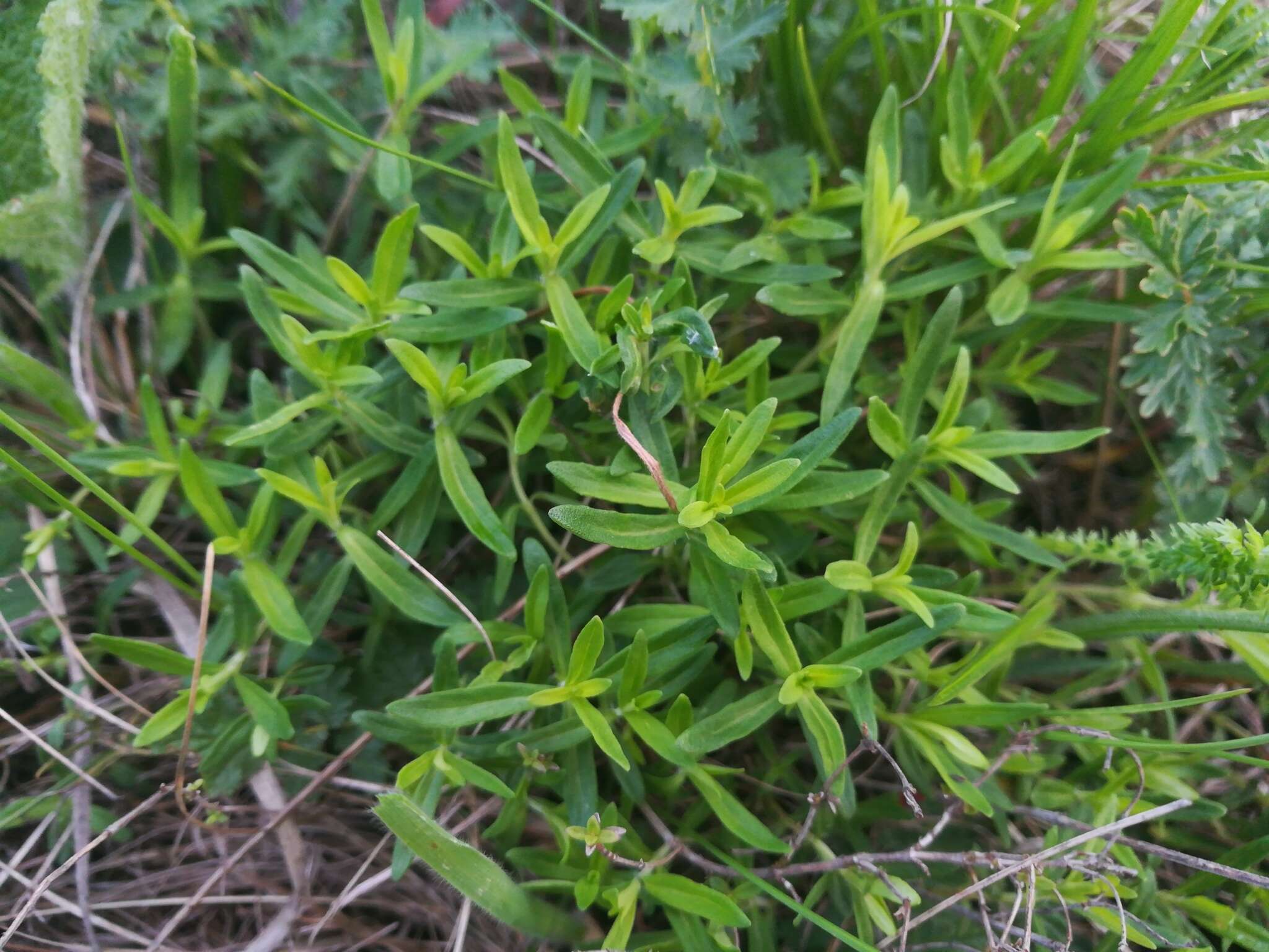 Thymus pulegioides subsp. pannonicus (All.) Kerguélen resmi