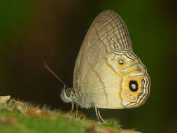 Splendeuptychia boliviensis Forster 1964的圖片