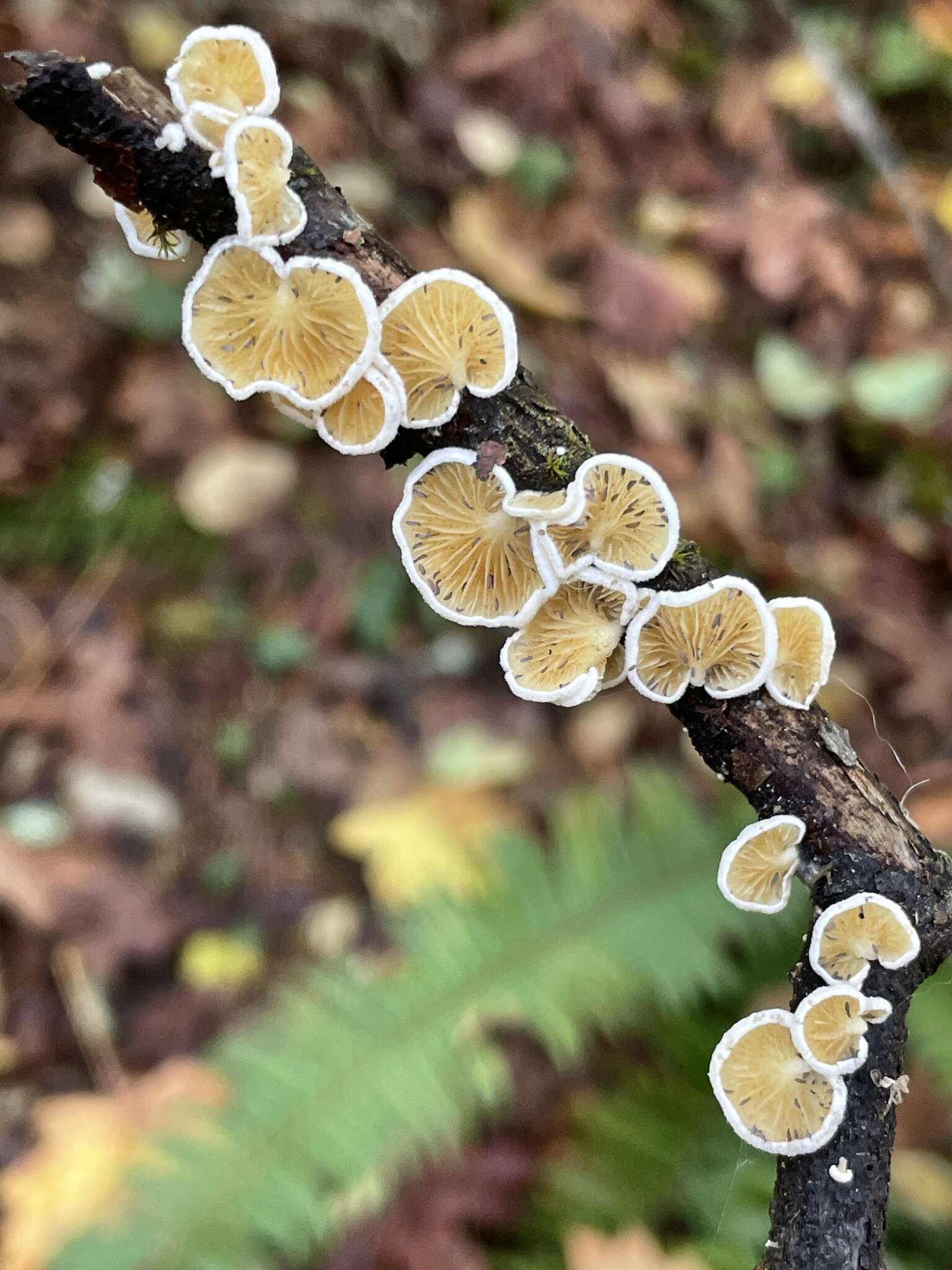 Слика од Crepidotus circinatus Hesler & A. H. Sm. 1965