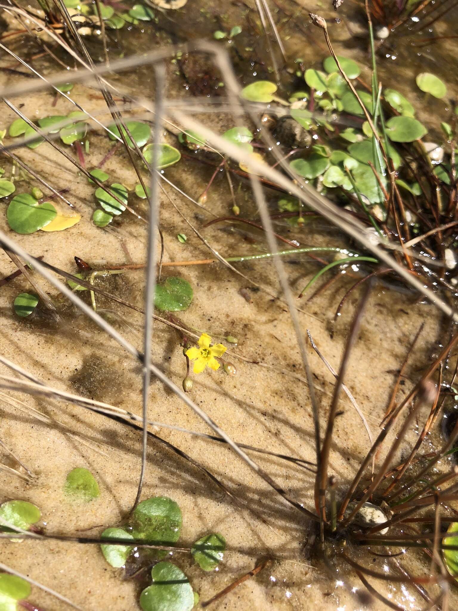 Image of Nymphoides exiliflora (F. Müll.) Kuntze