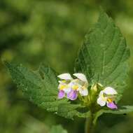 Image of Edmonton hempnettle