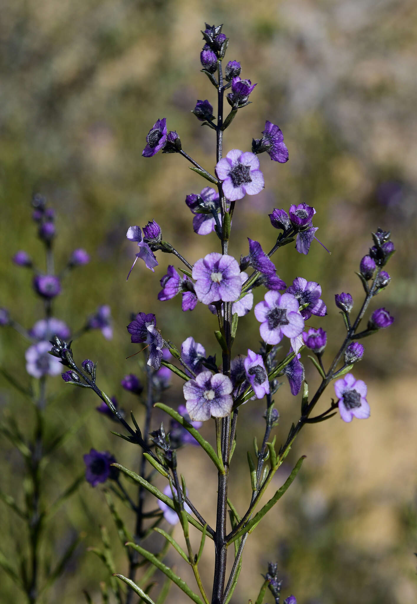 Image of Cyanostegia