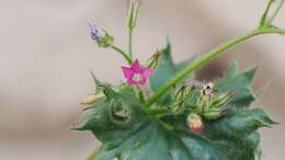 Image of broadleaf gilia