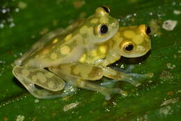 Image of Hyalinobatrachium aureoguttatum (Barrera-Rodriguez & Ruiz-Carranza 1989)