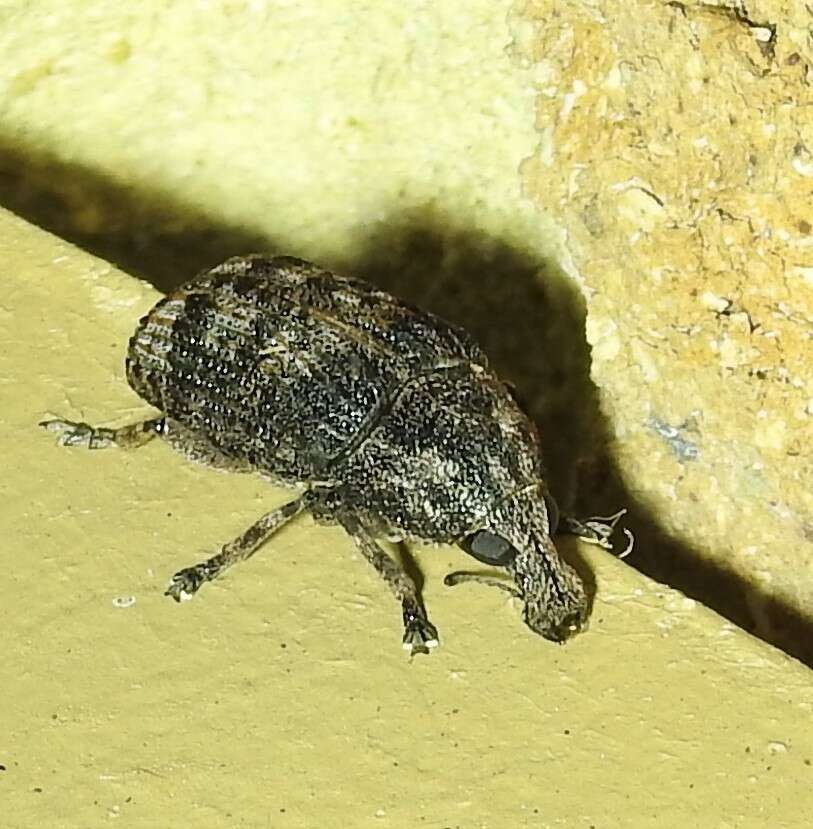 Image of Taburnus neglectus Zimmerman 1994
