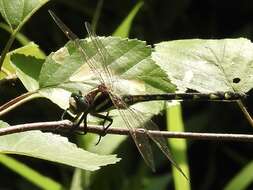 Image of Delta-spotted Spiketail