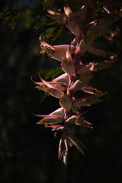 Image of Tillandsia prodigiosa (Lem.) Baker